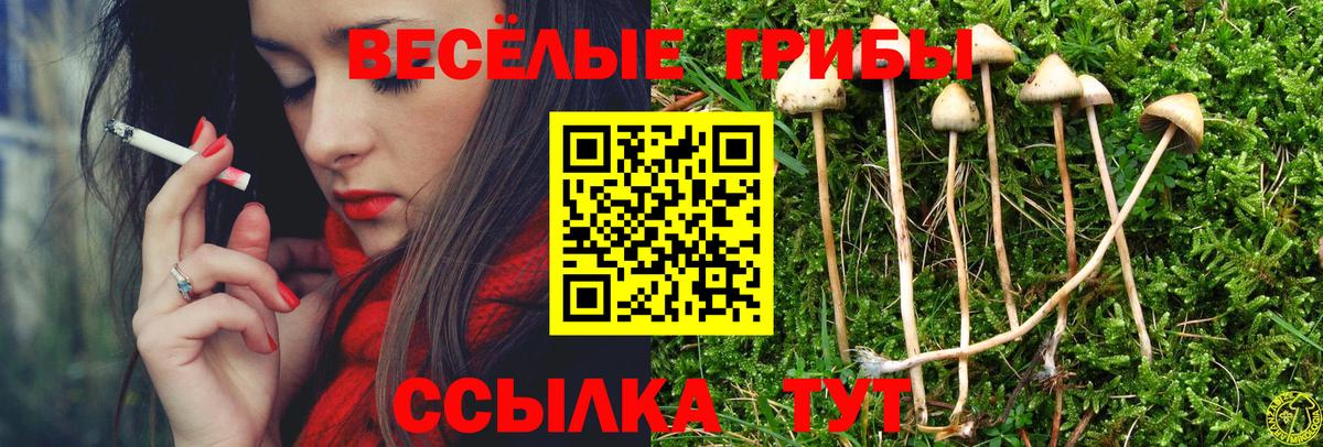 Сызрань  Галлюциногенные грибы Cubensis  Вход с VPN 